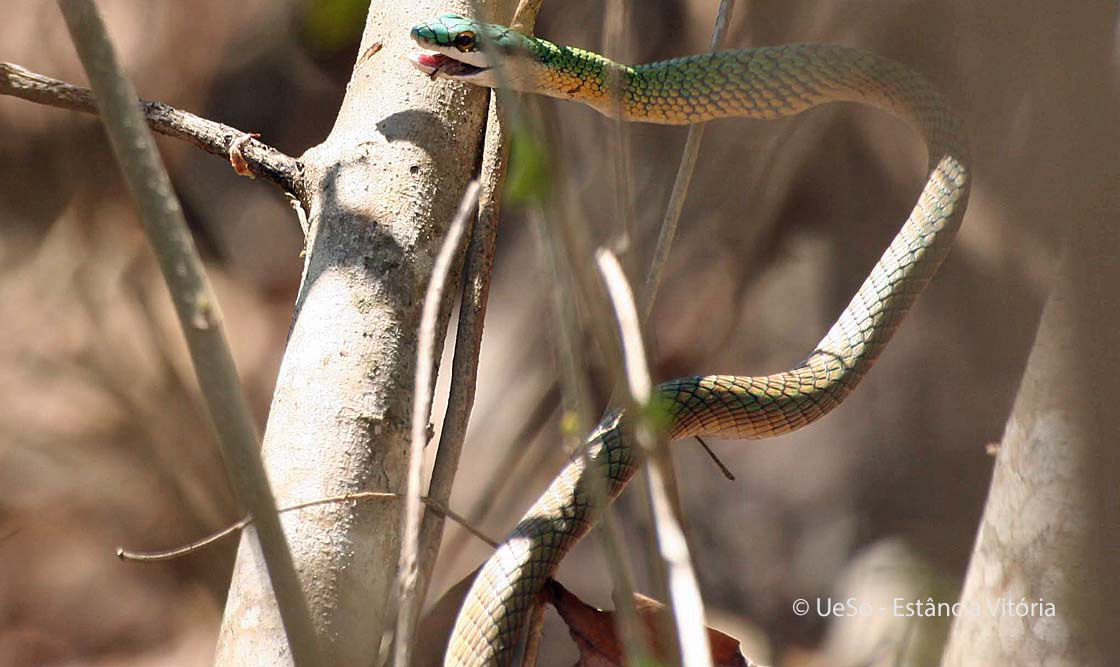 Dünnschlange ,Leptophis ahaetulla