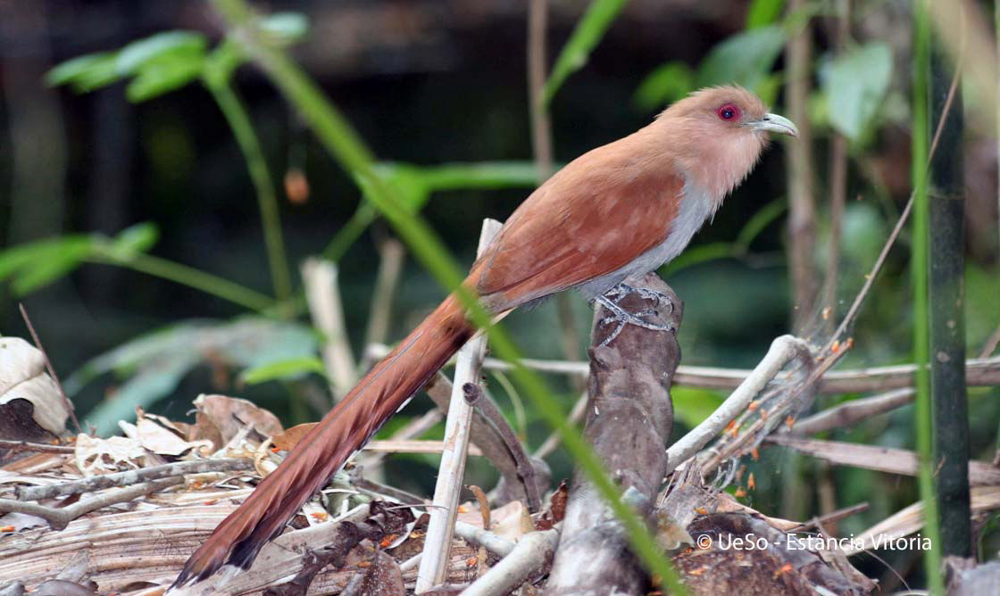 Cayenne-Kuckuck, Piaya cayana