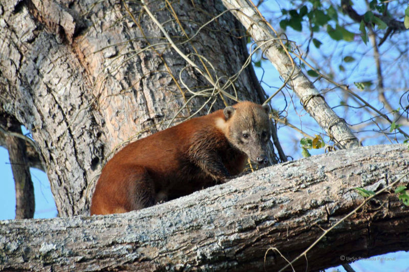 Nasenbär im Pantanal