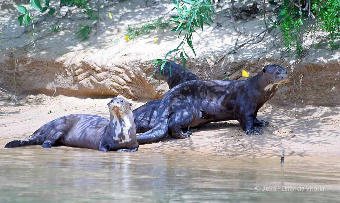 Riesenotter, Pteronura braziliensis