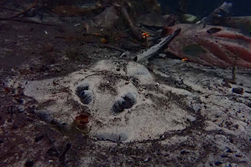 Rochen am Flussboden Nobres