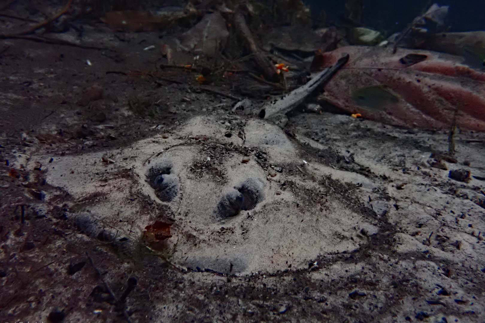 Rochen am Flussboden Nobres