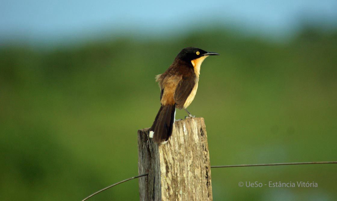 Rohrspottdrossel, Donacobius atricapilla