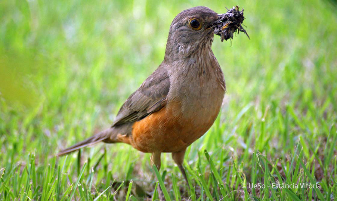 Rotbauchdrossel, Turdus rufiventris