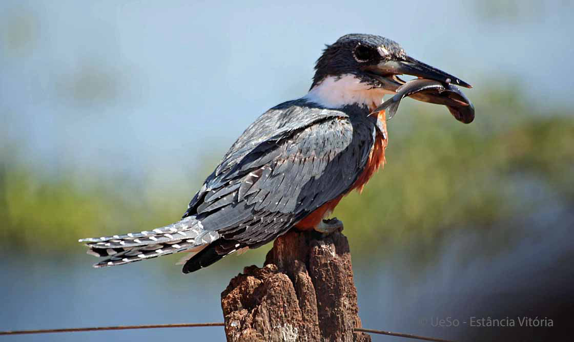 Rotbrust Fischer mit Fisch, Ceryle torquata