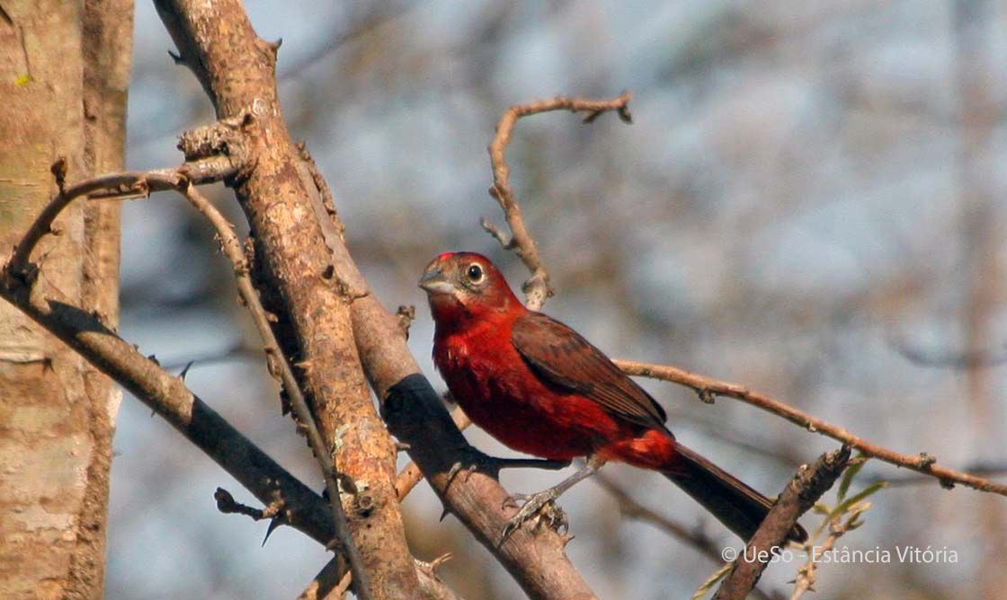 Rotrücken-Kronfink, Roter Haubenfink, Coryphospingus cucullatus