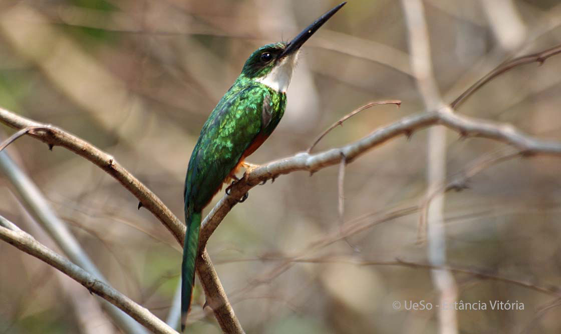 Rotschwanz-Glanzvogel, Galbula ruficauda