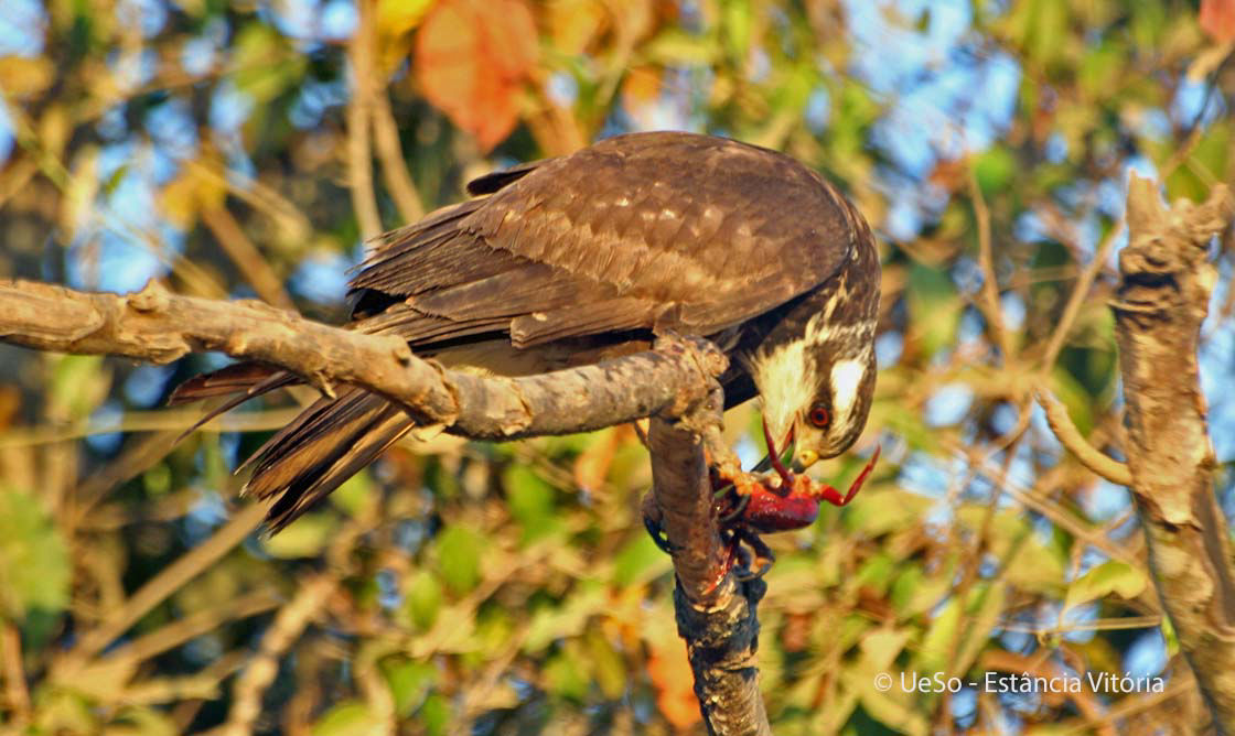 Savanen-Bussard, Buteogallus meridionalis