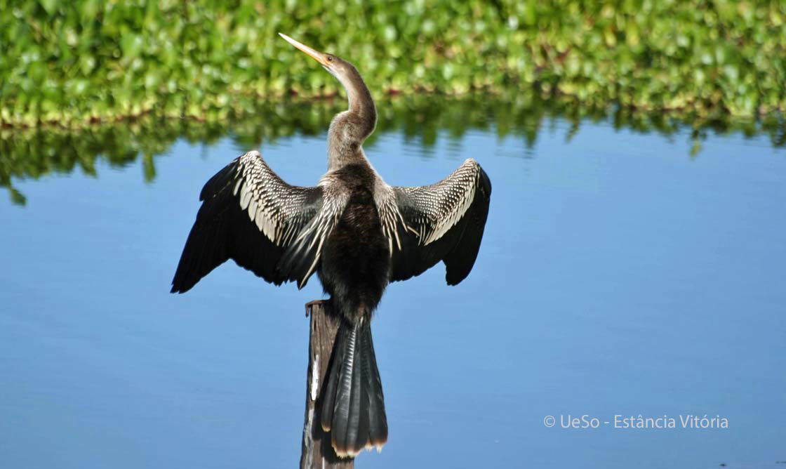 Amerikanischer Schlangenhalsvogel, Anhinga anhinga