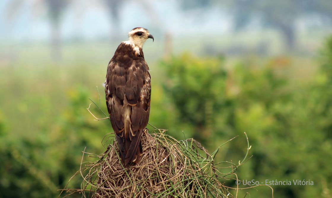 Schneckenweih, Rostrhamus sociabilis