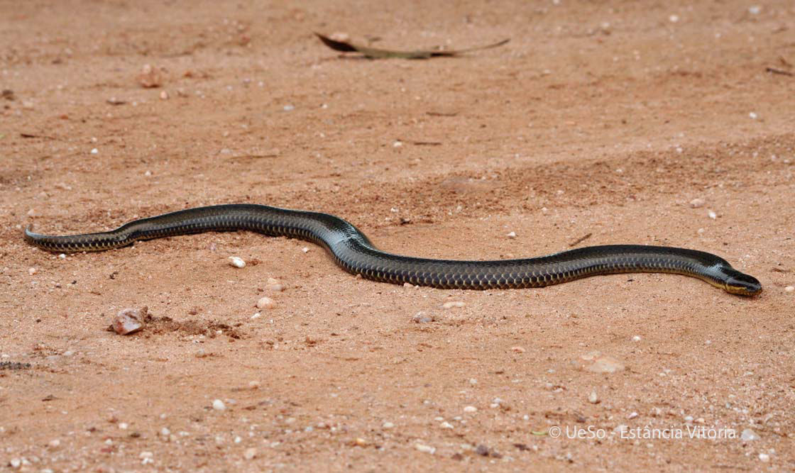 Schwarze Pseudoboa, Pseudoboa nigra 