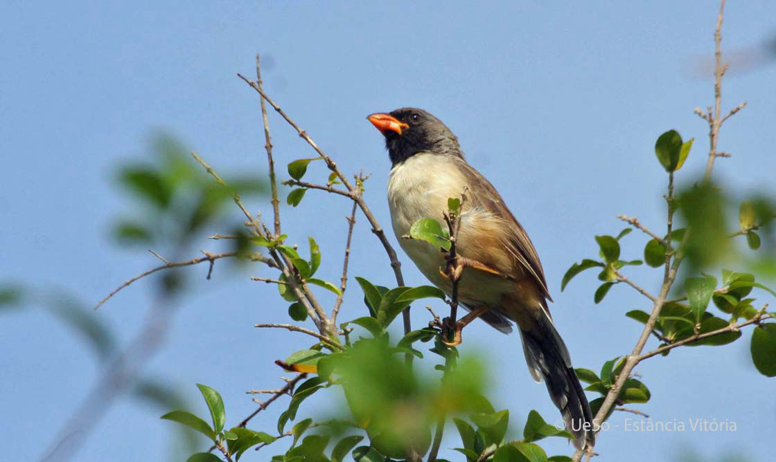 Schwarzhalssaltator, Saltator atricollis