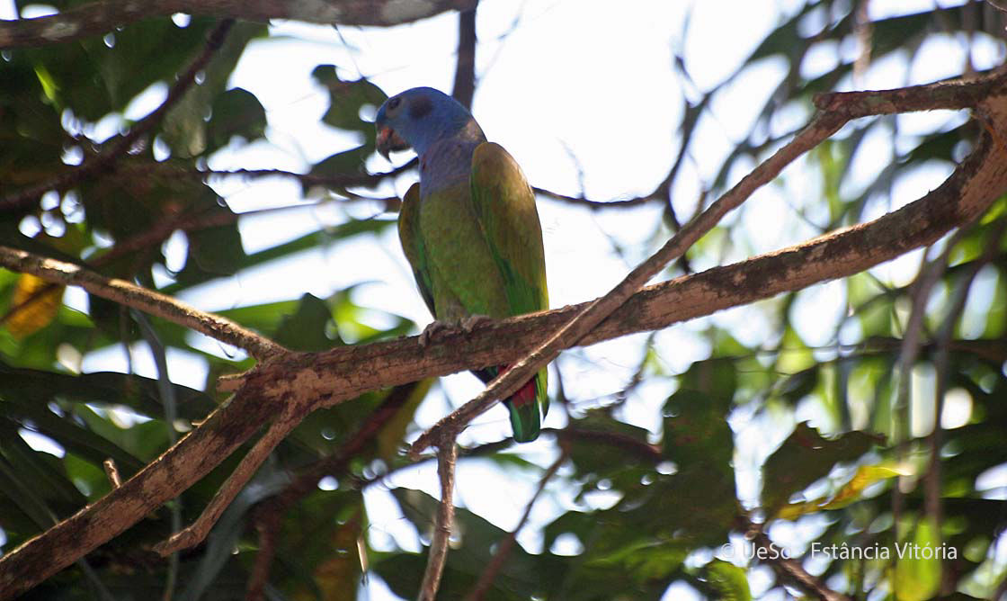 Schwarzohrpapagei, Pionus menstruus