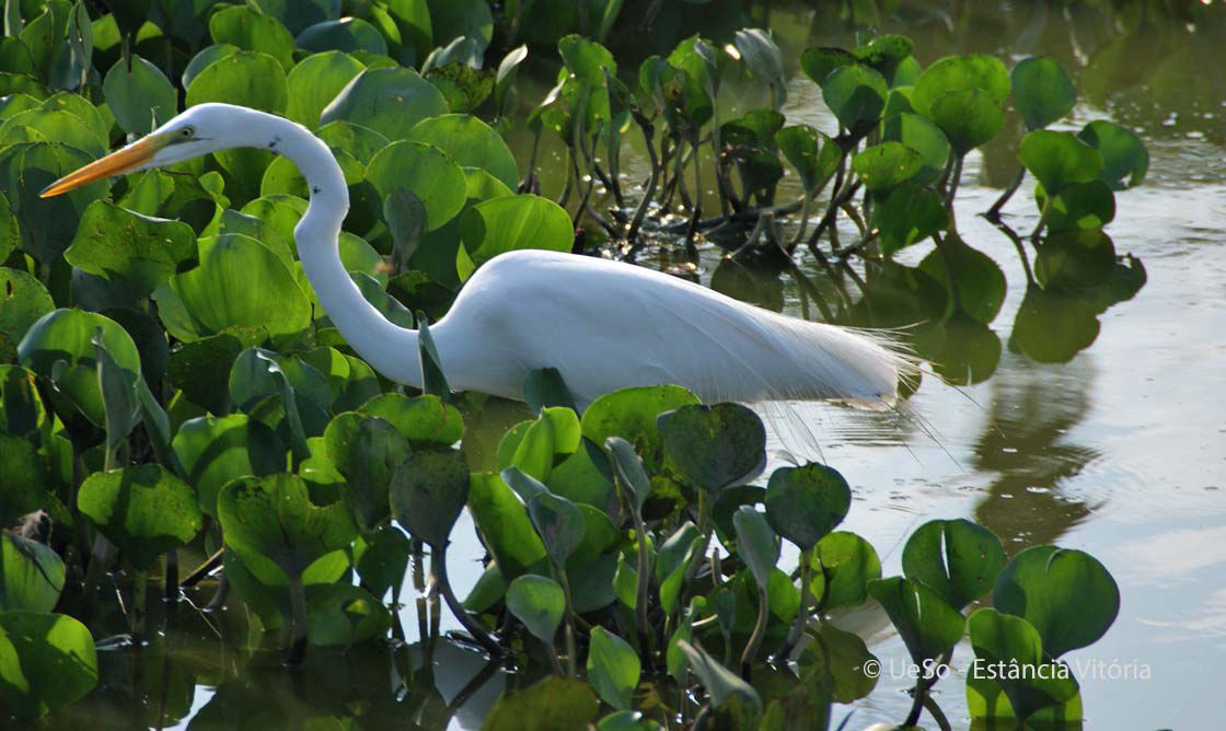 Silberreiher, Ardea alba