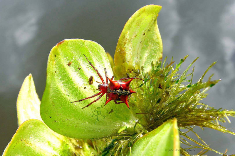 Spinne im Pantanal