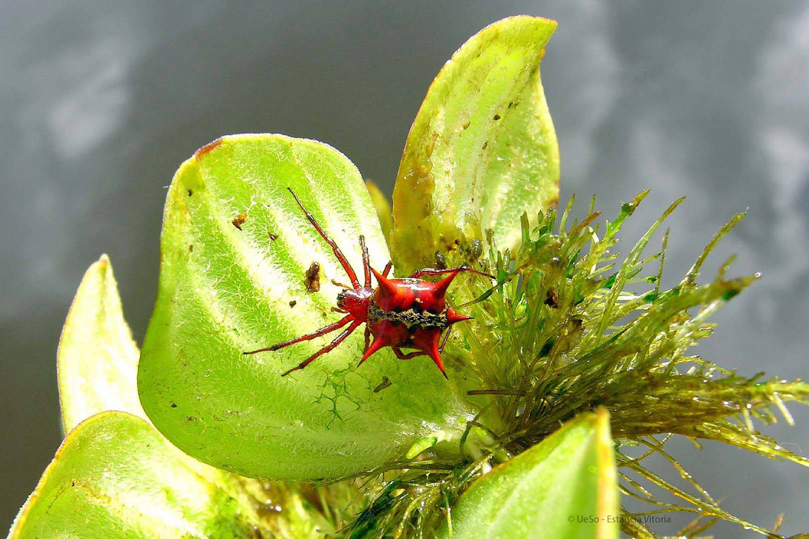 Spinne im Pantanal