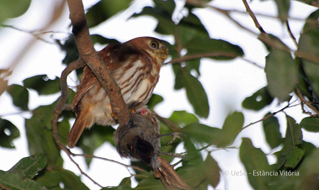 Strichelkauz, Glaucidium brasilianum