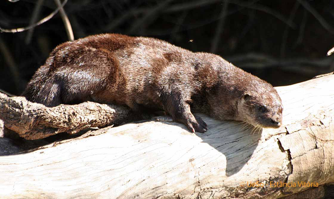 Südamerikanischer Fischotter, Lontra longicaudis