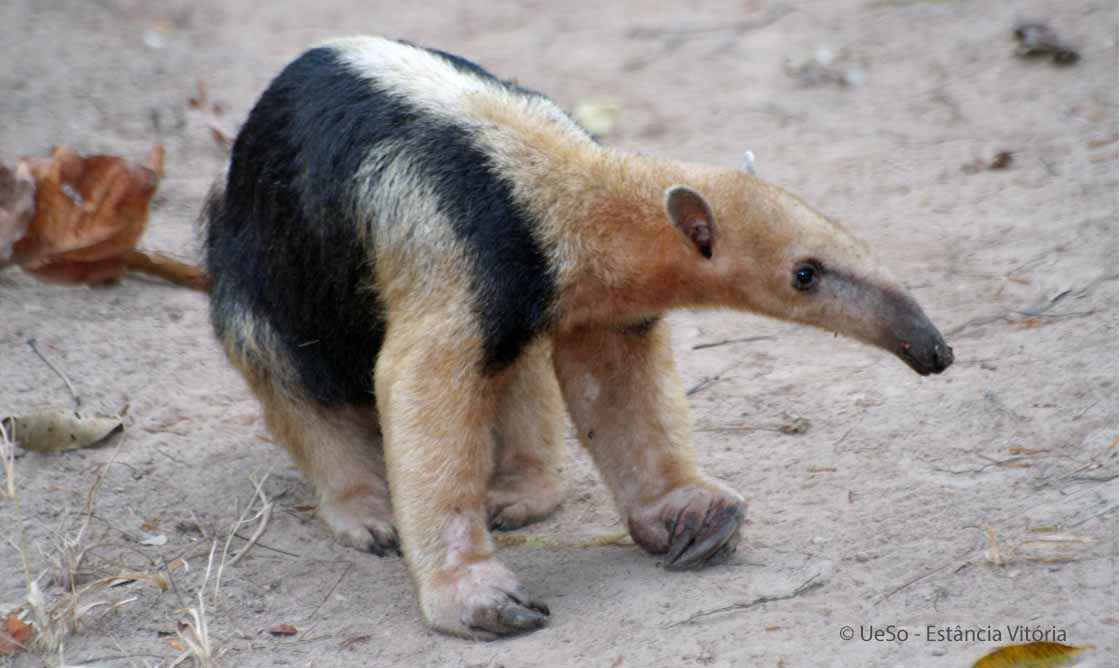 Tamandua, Südlicher Ameisenbär, Tamandua tetradactyla