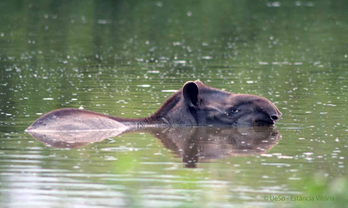 Flachlandtapir, Tapir, Tapirus terrestris