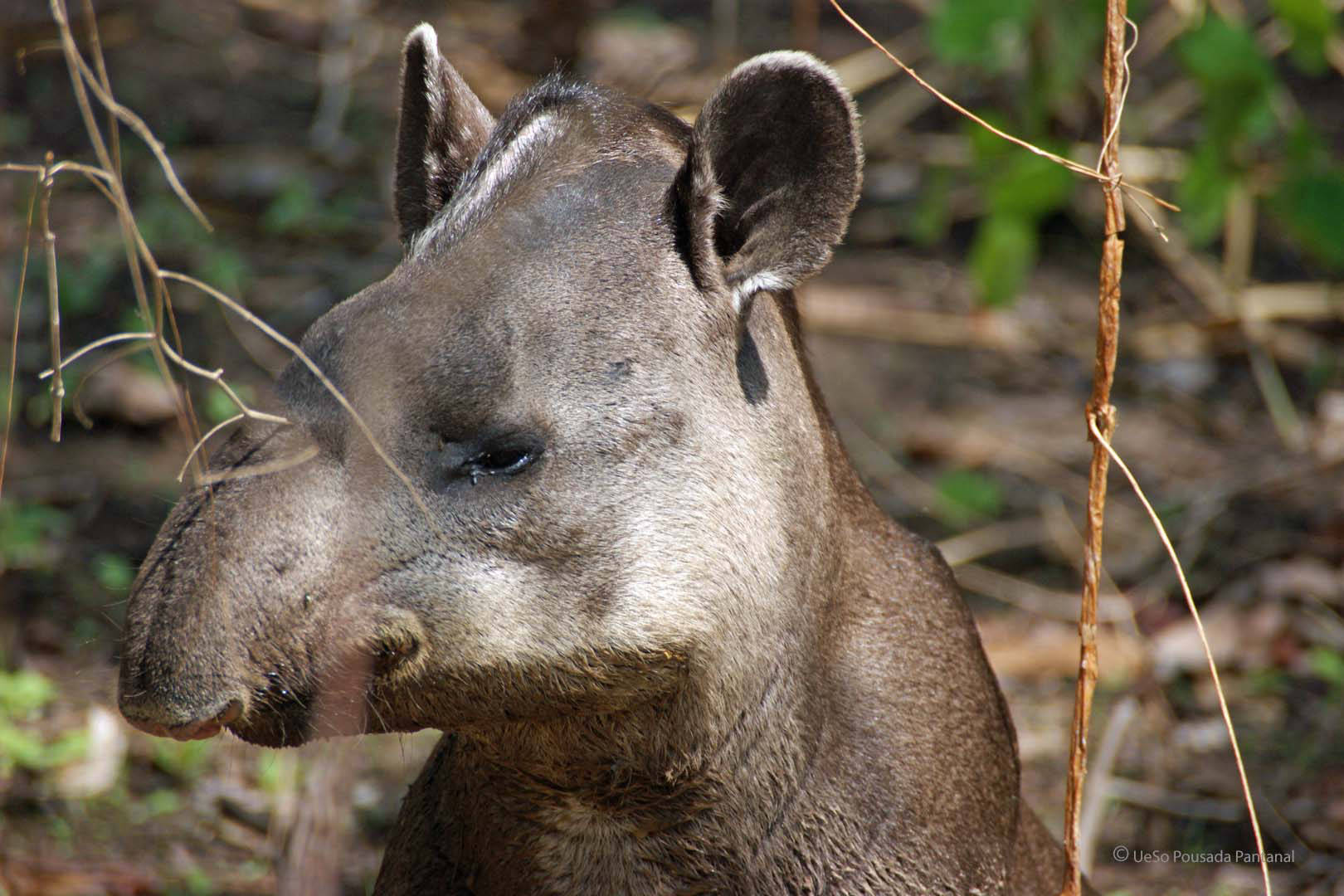 Tapir aim Wald Pantanal