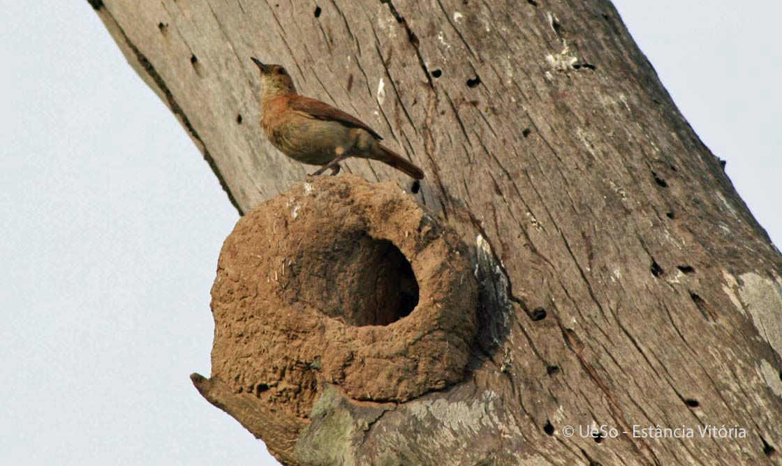 Rosttöpfer, Furnarius rufus