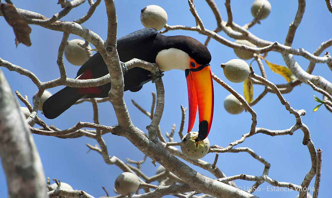 Tukan im Pantanal, Ramphastos toco