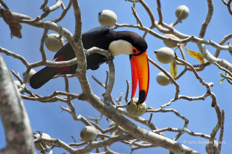 Riesentucan Pantanal, Ramphastos toc