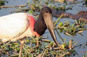 Tour 3 -Pirschtouren im Pantanal