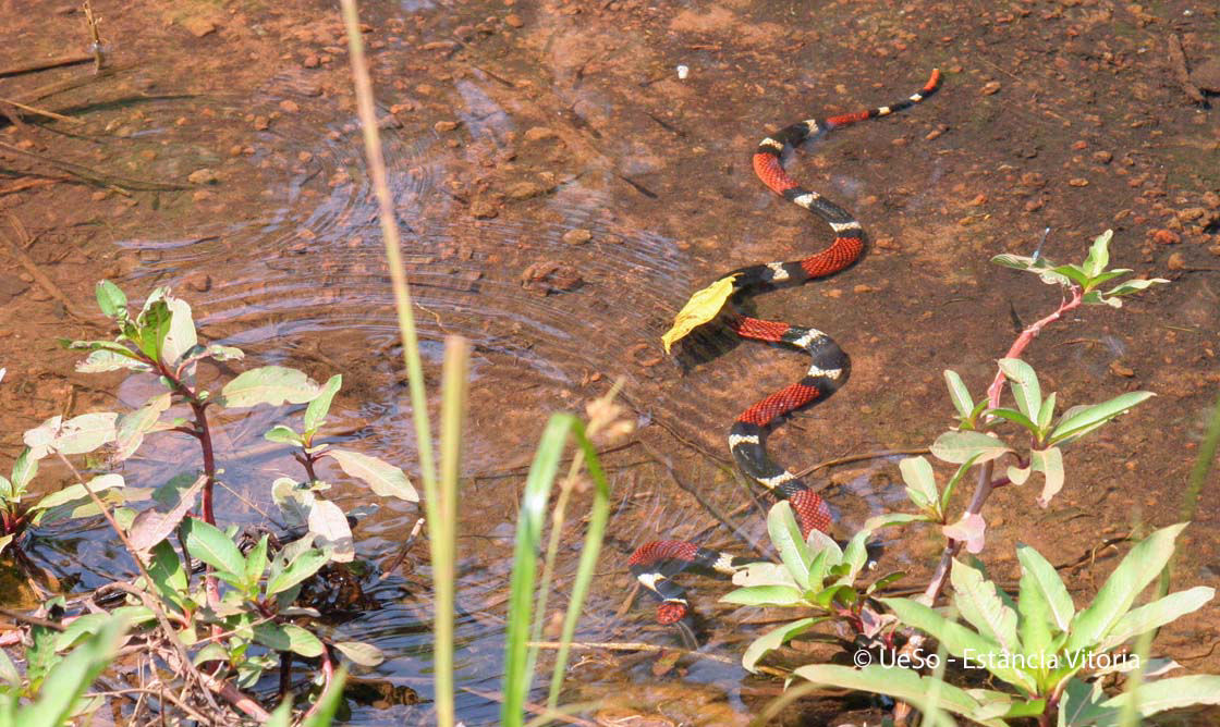 Wasserkorallschlange, Micrurus surinamensis