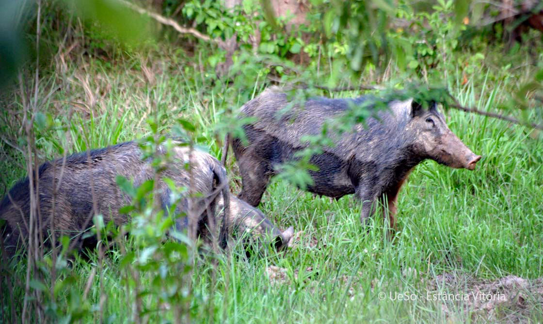 Weissbartpekari, Tayassu pecari