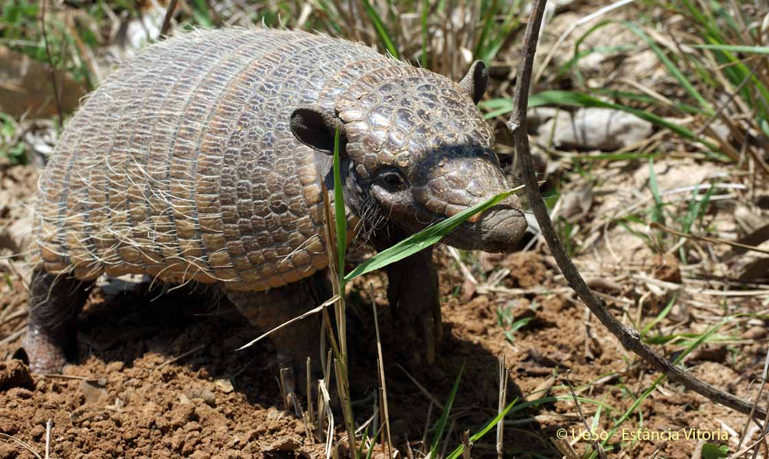 Weissborstenguerteltier, Eupharactus sexcintus