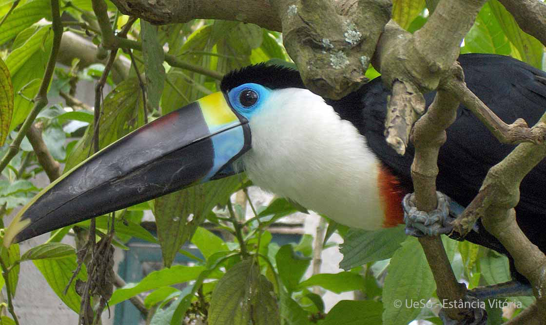 Weissbrusttukan, Ramphastos tucanus